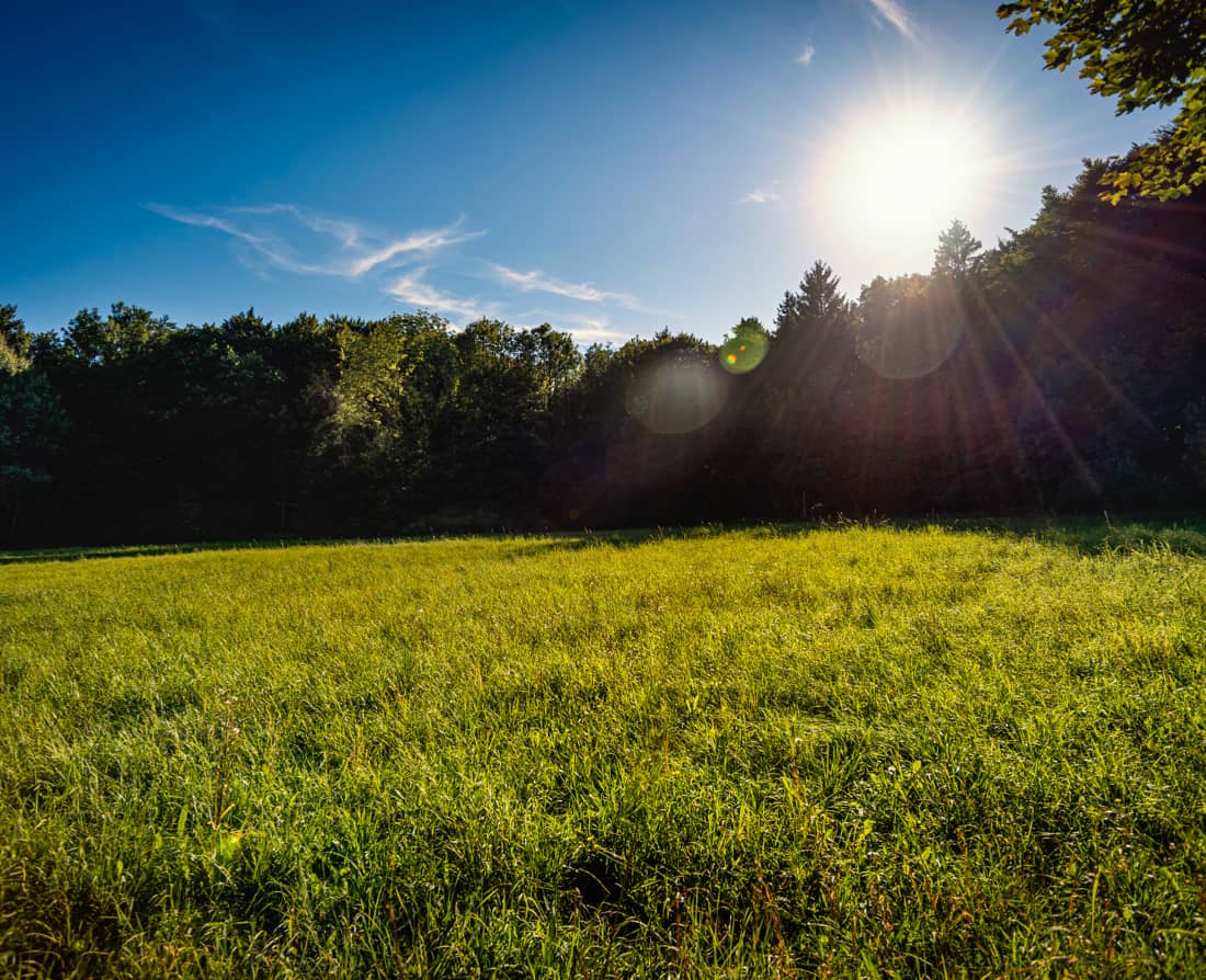 Open green building lot with sun shining through trees